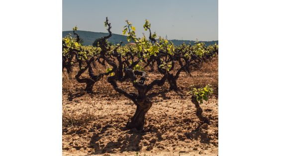 Le Vignoble de la Vallée du Rhône : du Nord au Sud !